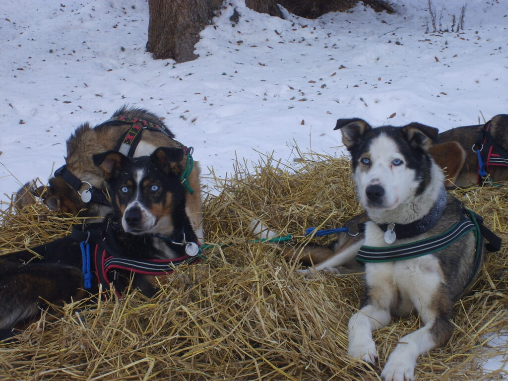 2024 Yukon Quest Alaska 200Mile Race Rules Yukon Quest Alaska