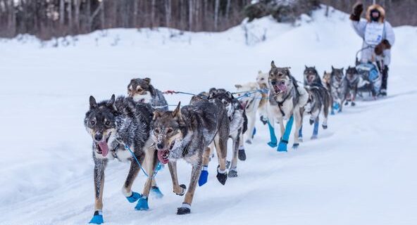 Yukon Quest Alaska announces plans for the 2023-24 race seasn