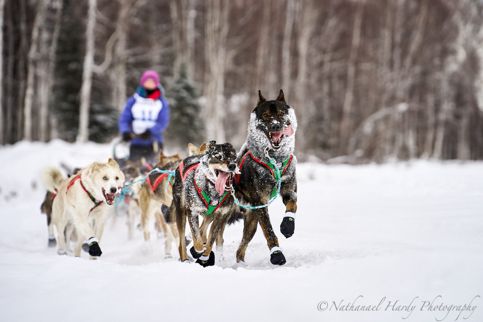 For Teachers and Students Yukon Quest Alaska