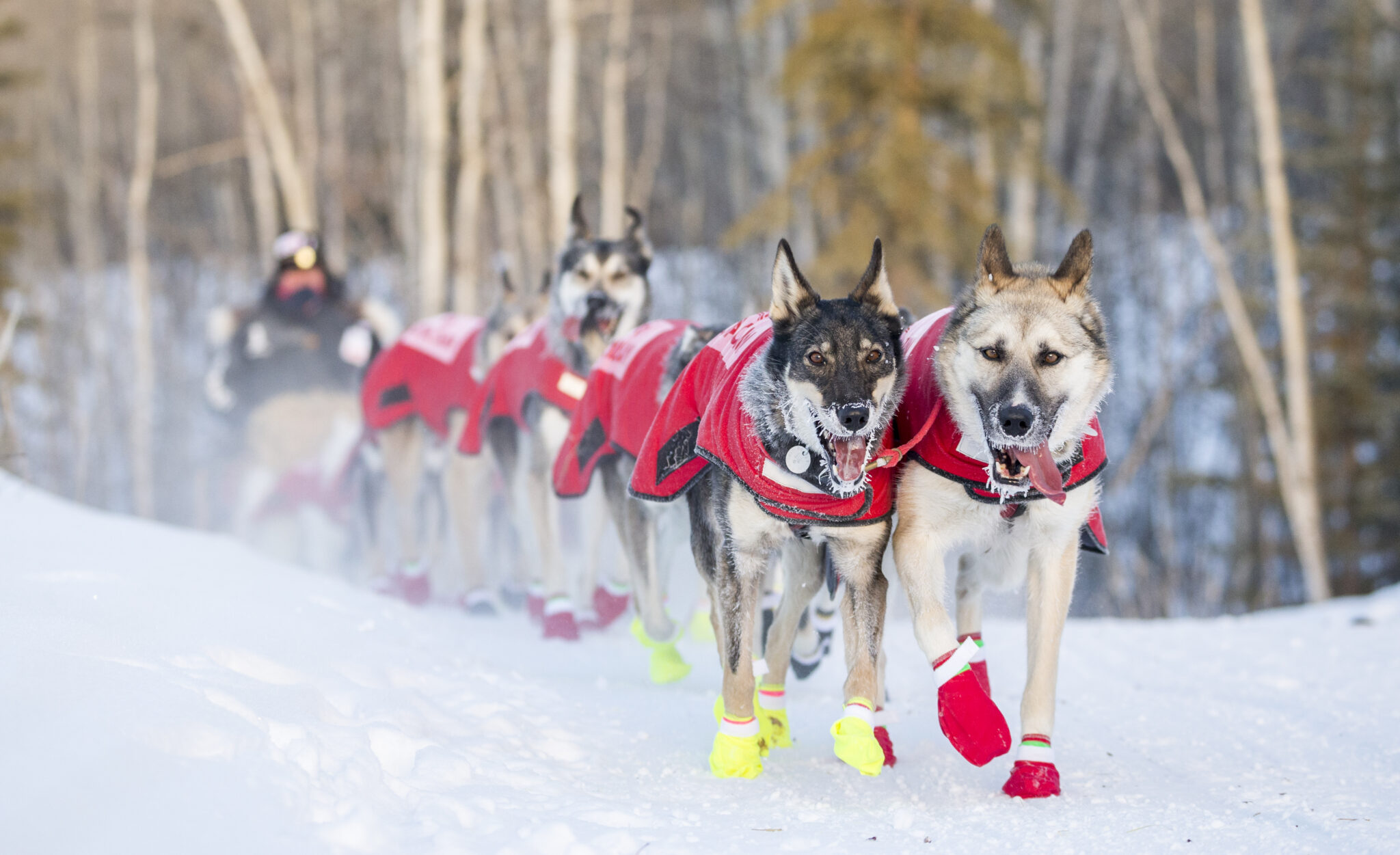 Yukon Quest Alaska 2024 Sign Up Day Yukon Quest Alaska